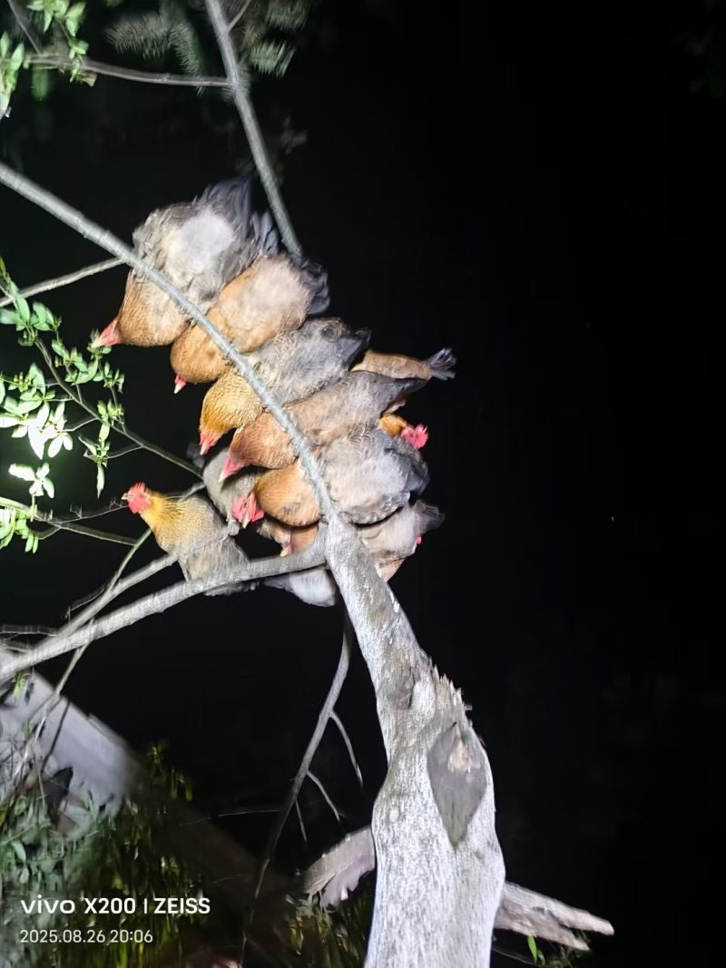 生态散养土鸡