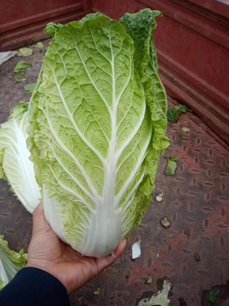 黄心大菜