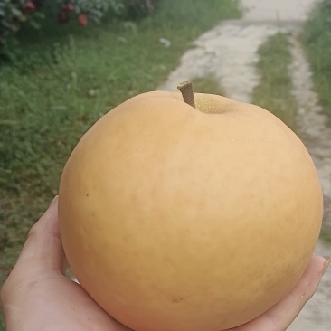 贵阳修文金秋梨