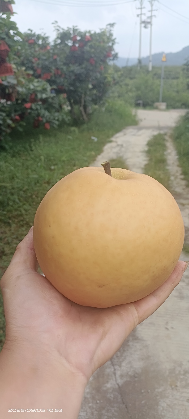 贵阳修文金秋梨