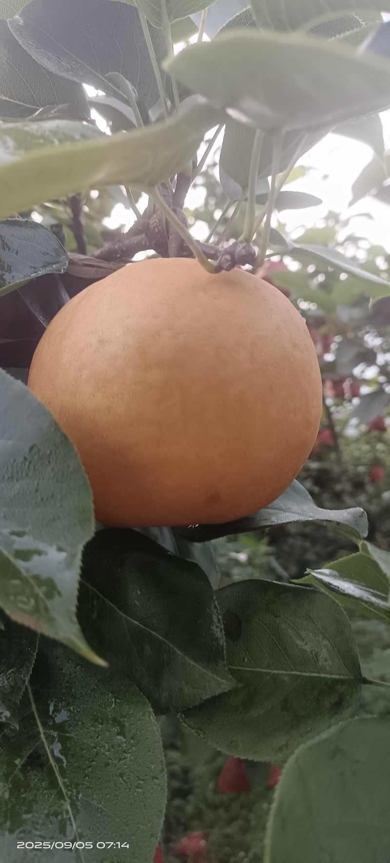 贵阳修文金秋梨