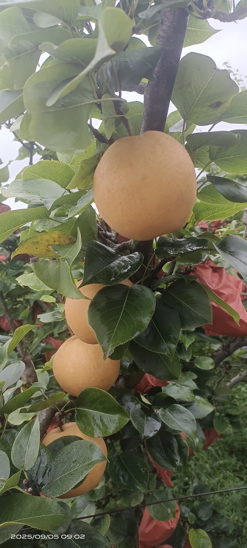 贵阳修文金秋梨