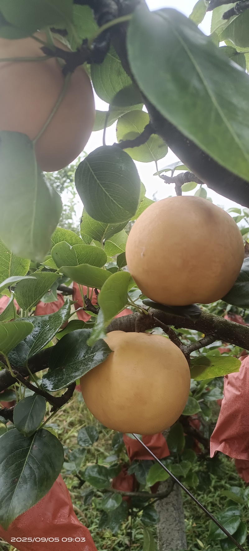 贵阳修文金秋梨