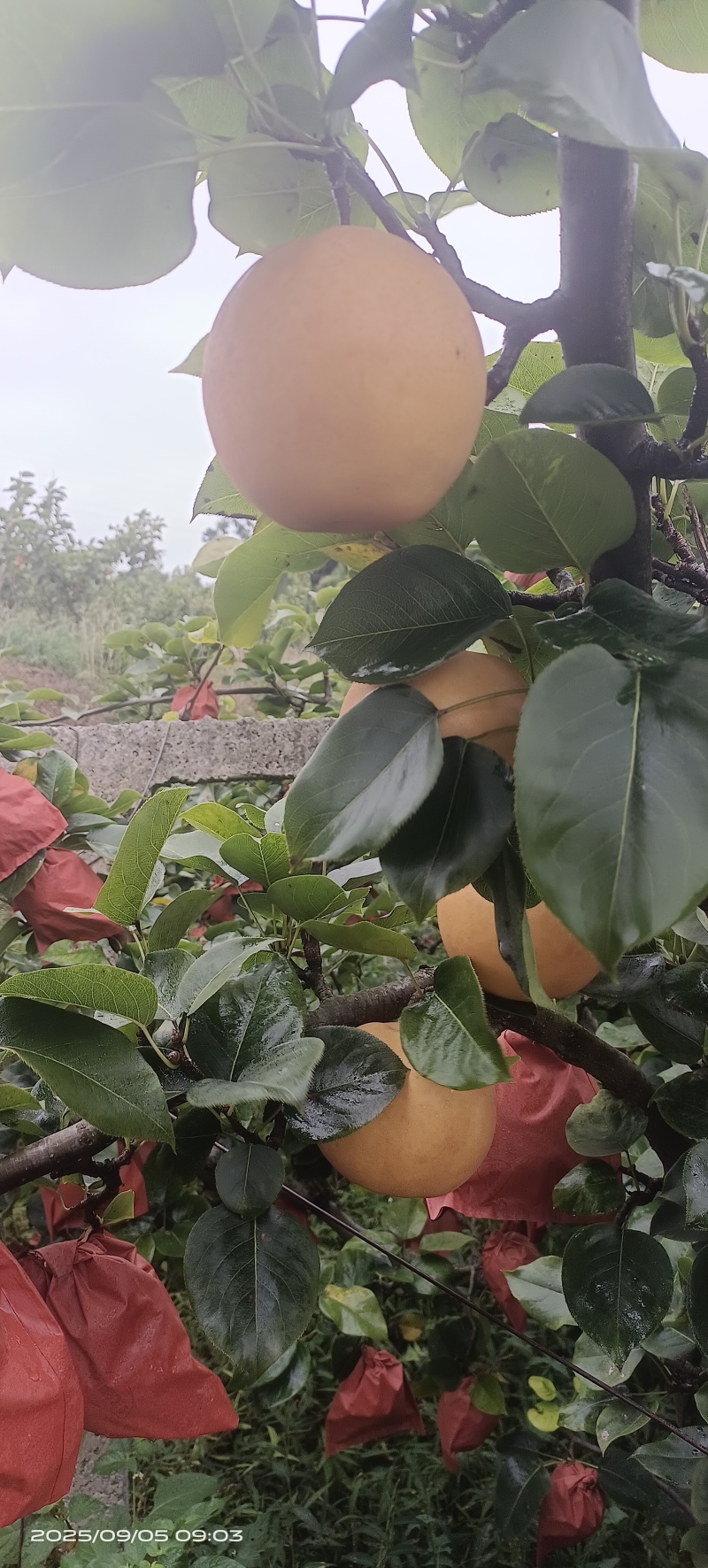 贵阳修文金秋梨