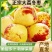 大荔冬枣，一件代发