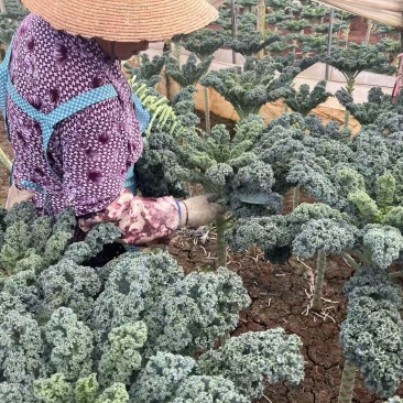 基地分散种植，全年供应！