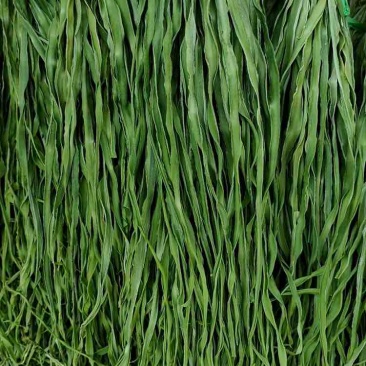精品贡菜干菜