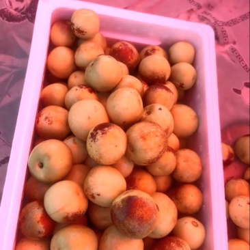 冬枣