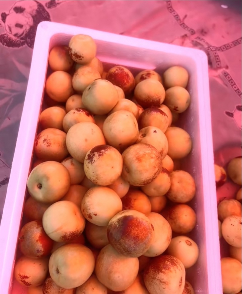 冬枣