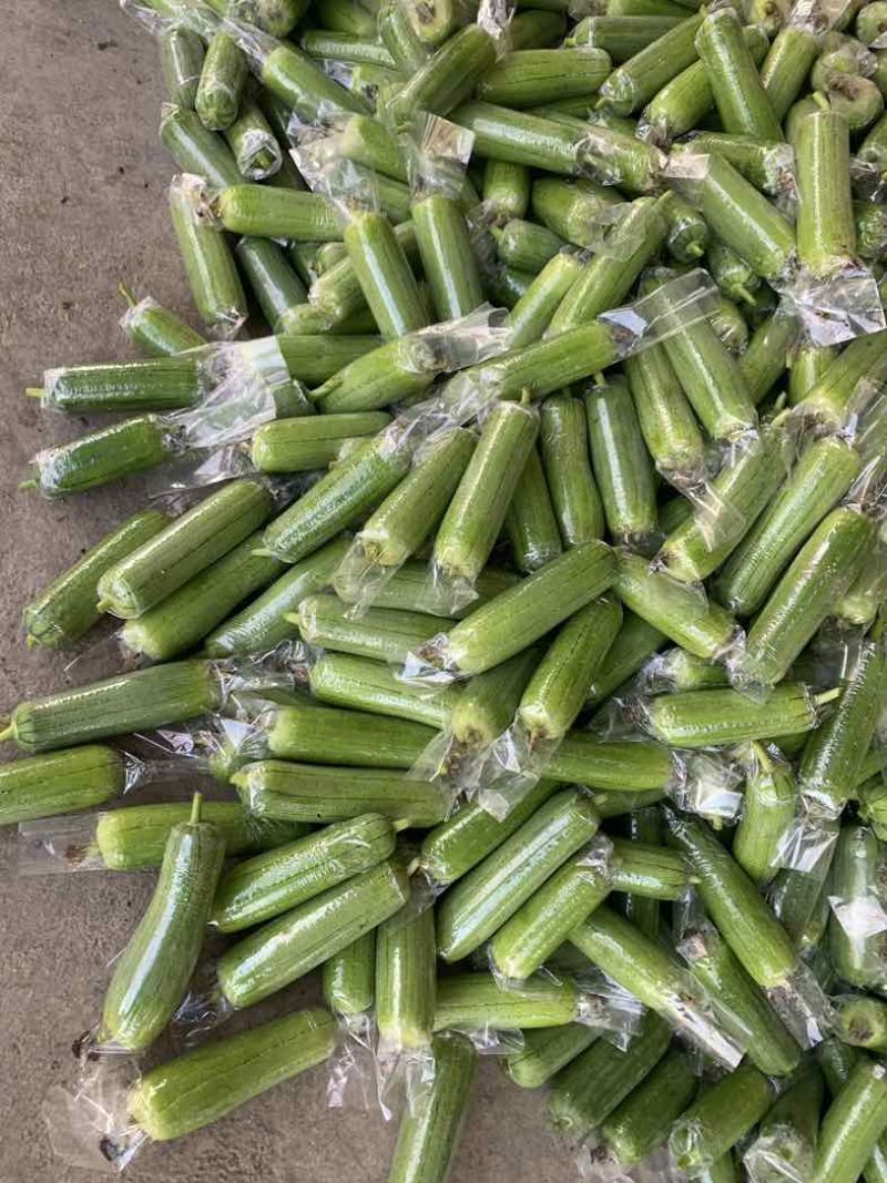 广西水瓜大量有货