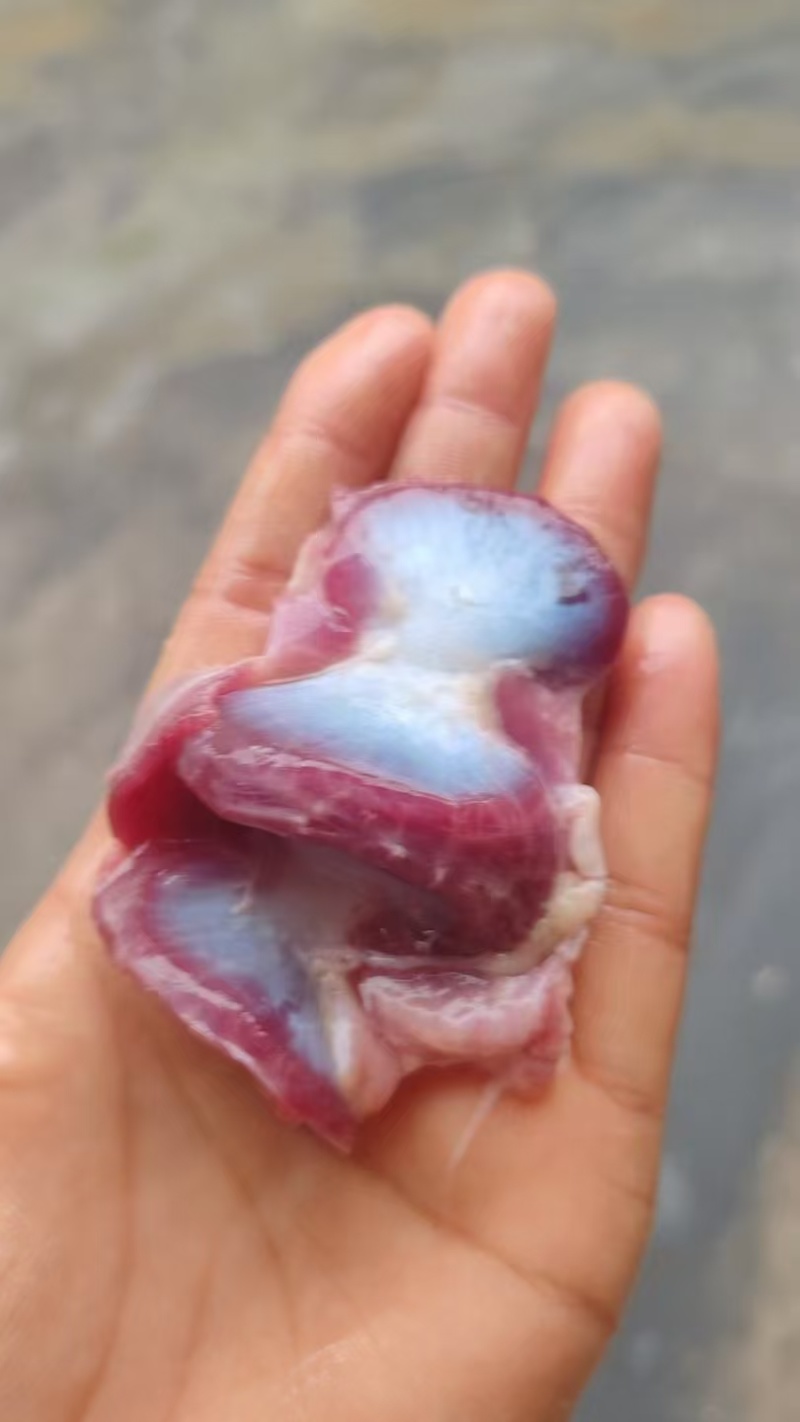 老母鸡胗