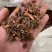 茜草