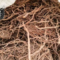 茜草个字，段，片子各种规格都有