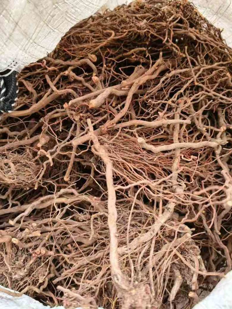 茜草个字，段，片子各种规格都有