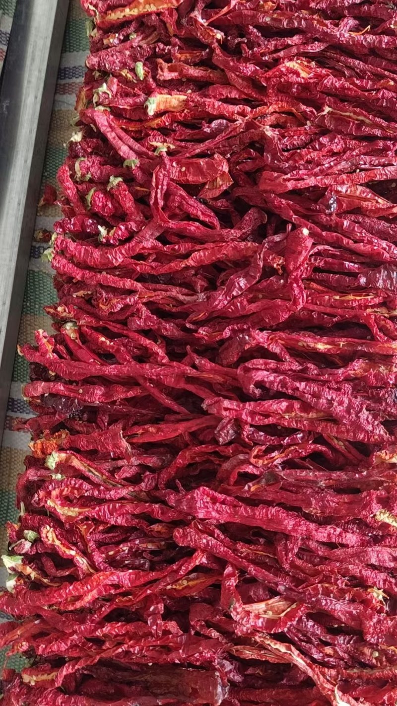 新疆焉耆厚肉辣皮子
