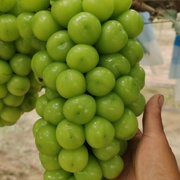 阳光玫瑰葡萄