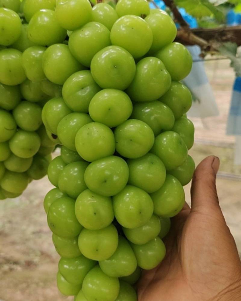 阳光玫瑰葡萄
