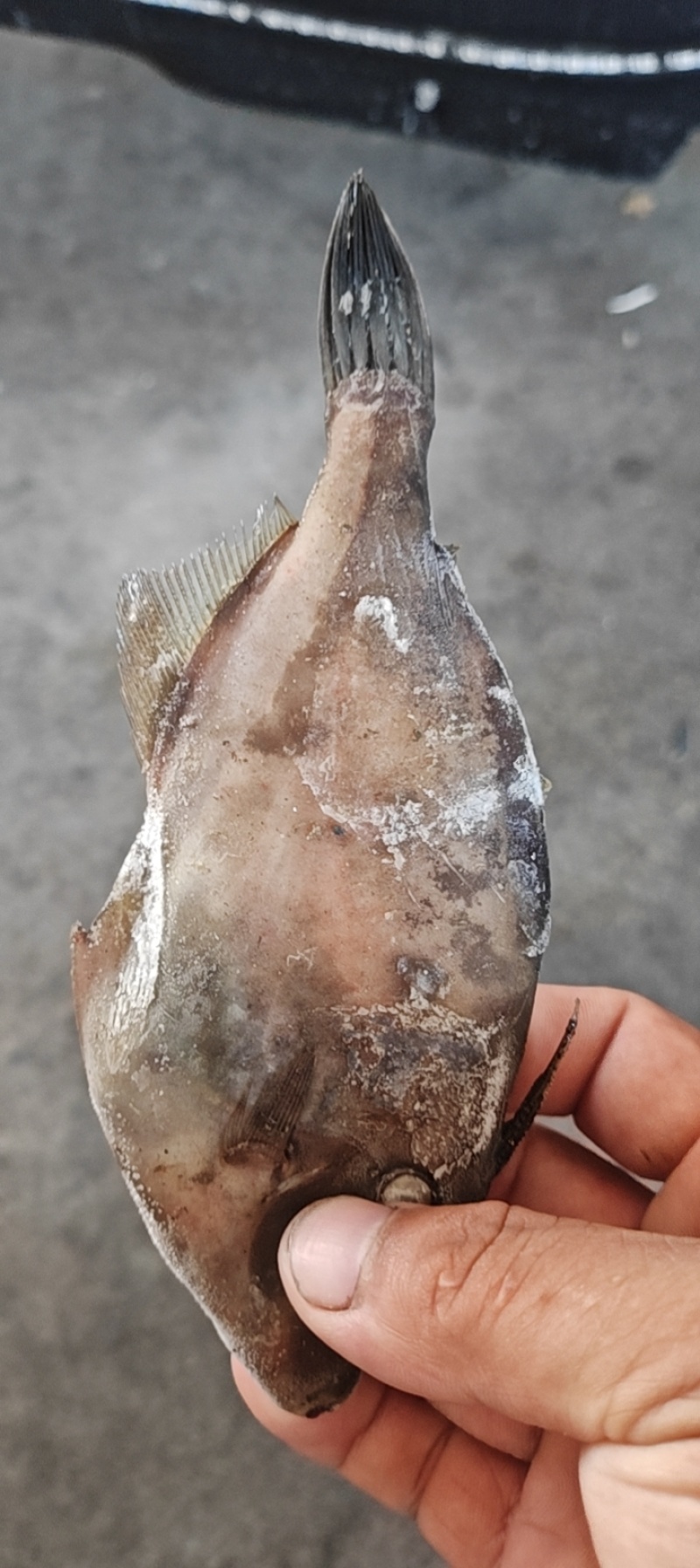 扒皮鱼，马面鱼
