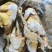 二级黑凤公鸡