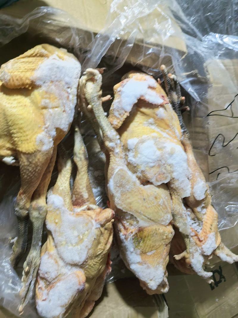 二级黑凤公鸡