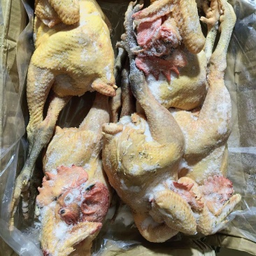 二级黑凤公鸡