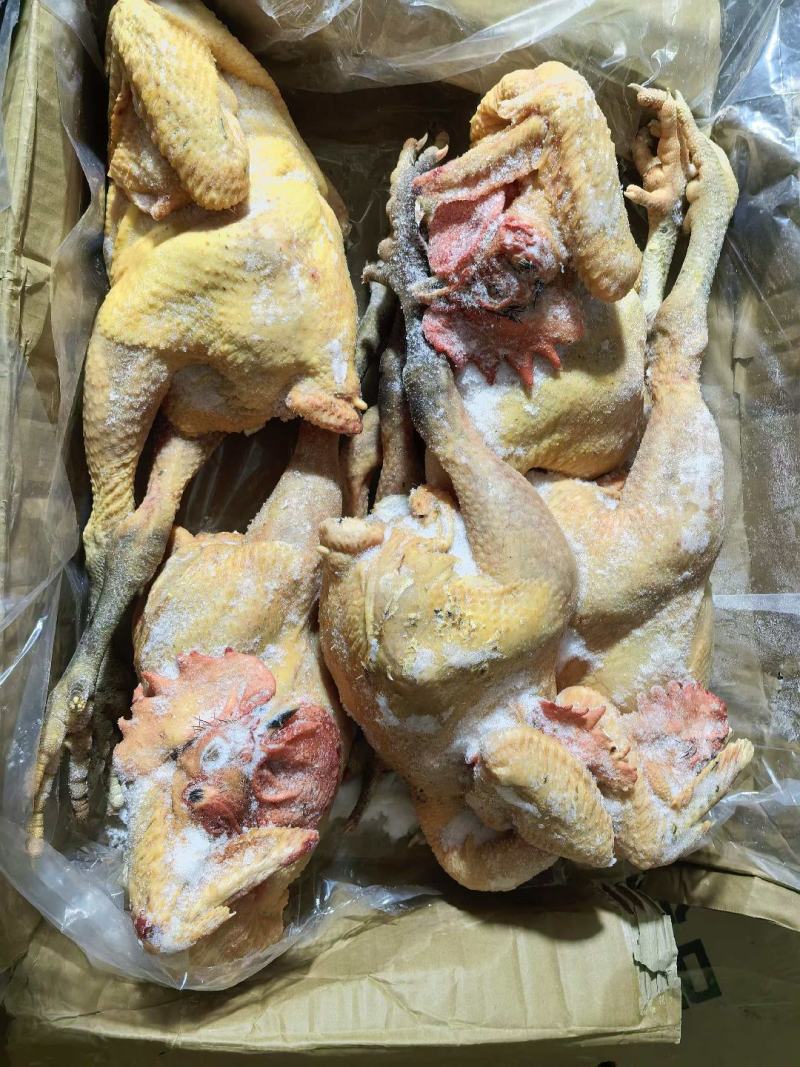 二级黑凤公鸡