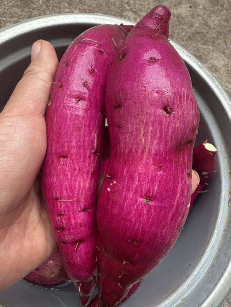云南高原榴莲蜜薯（日本鸣门金时）