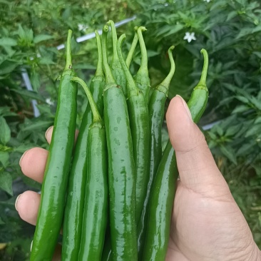 新苗