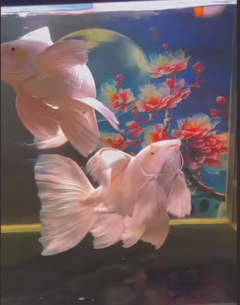 蝴蝶里
