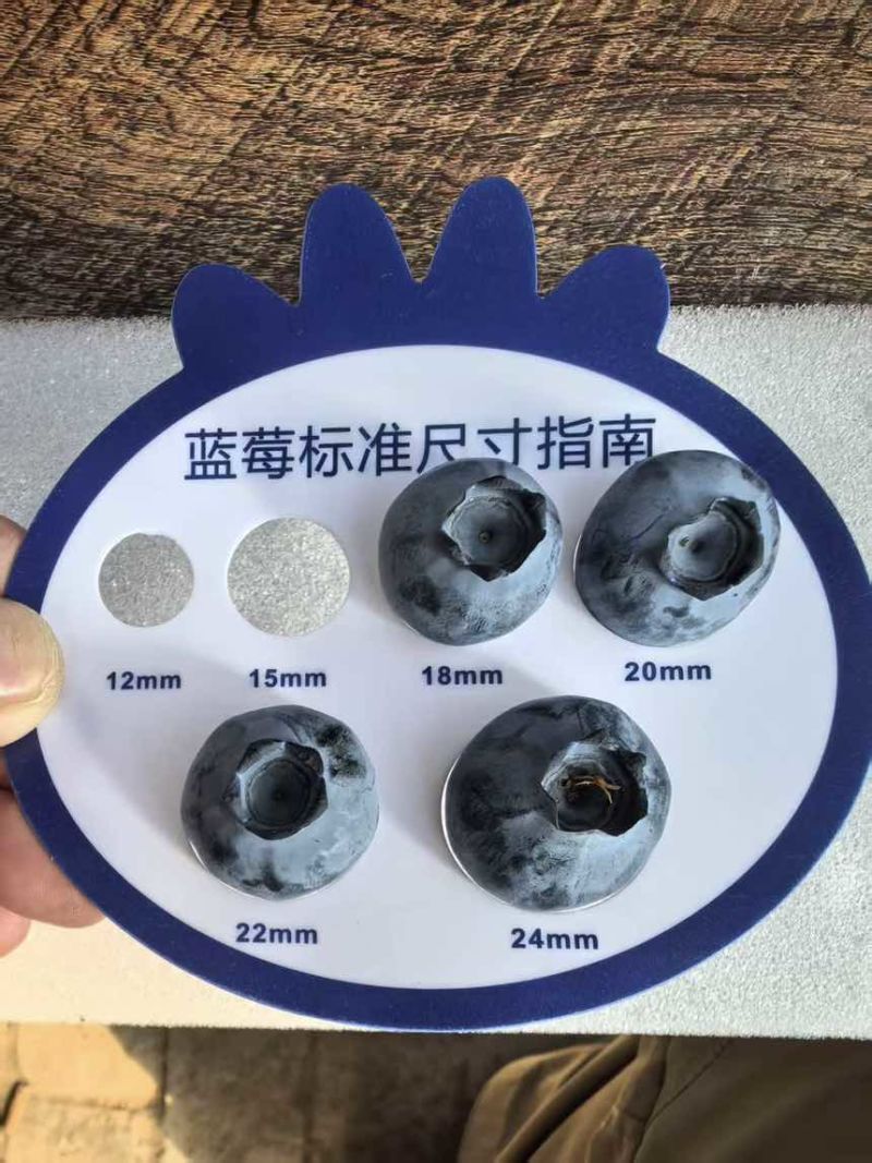 蓝莓