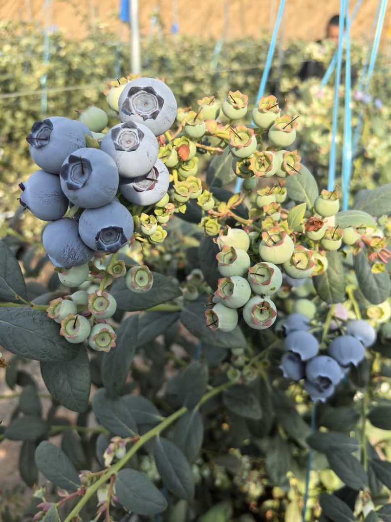 蓝莓