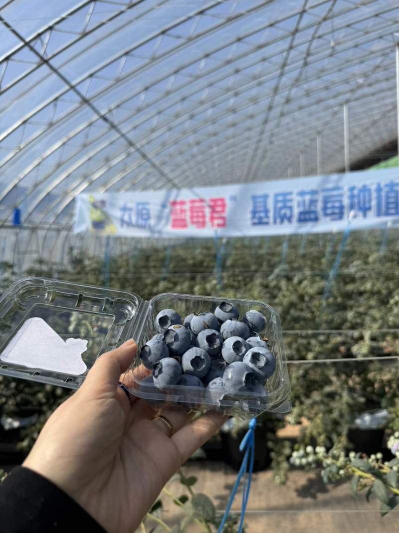 蓝莓