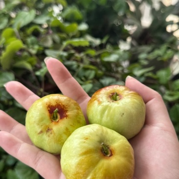 大泉湾蟠枣