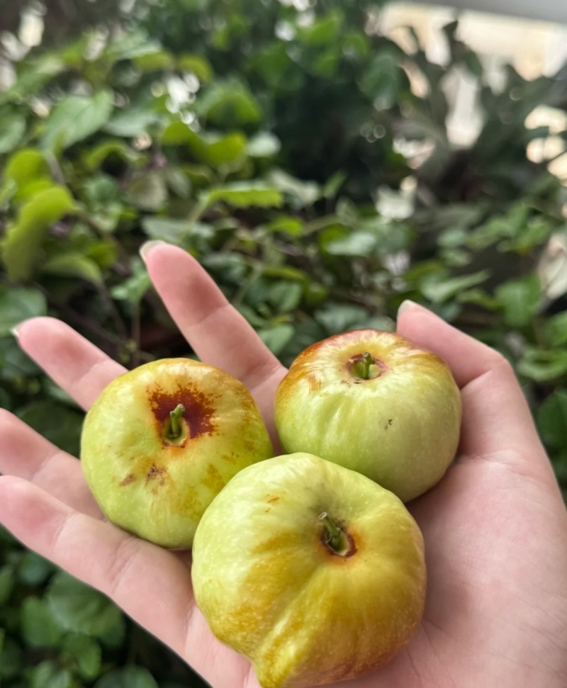 大泉湾蟠枣