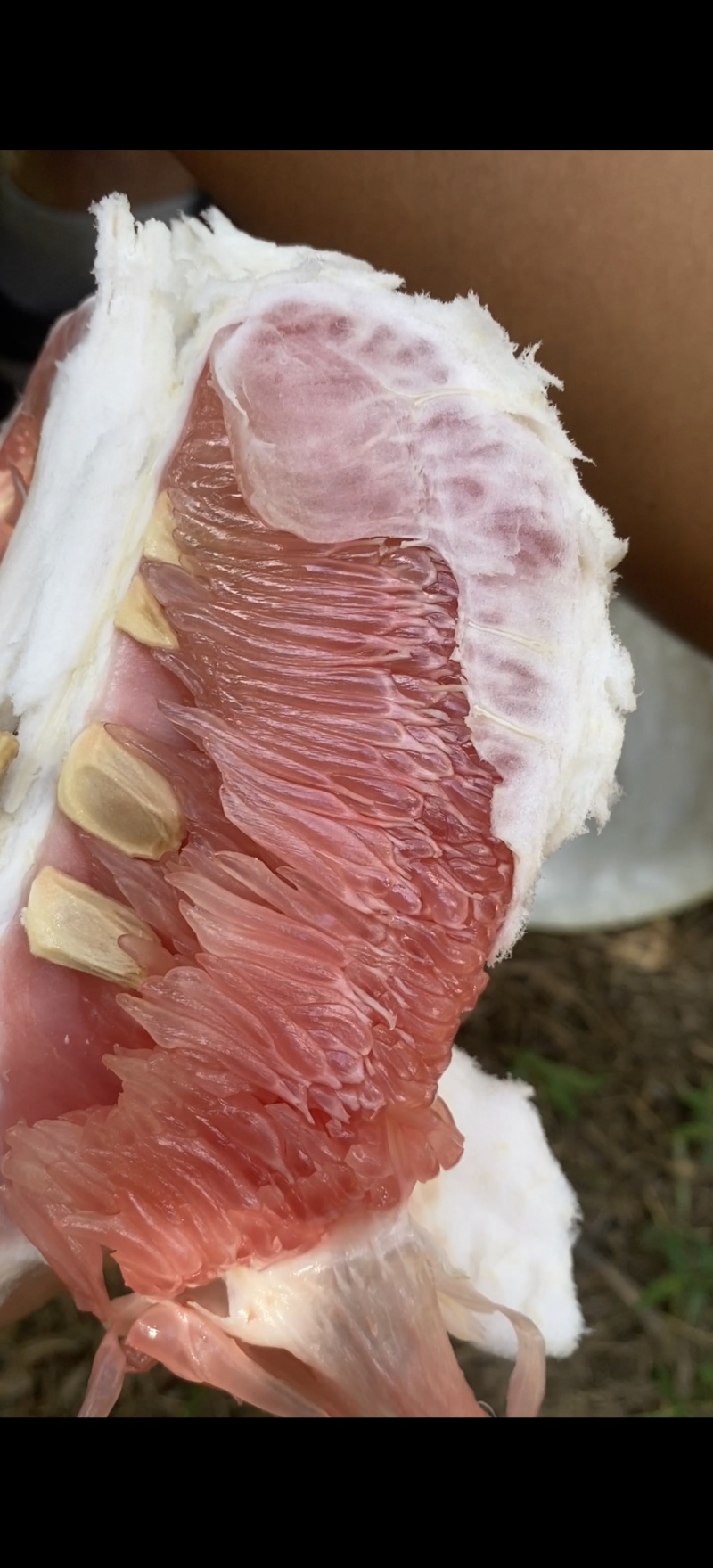 红心蜜柚价格跳水专业代办