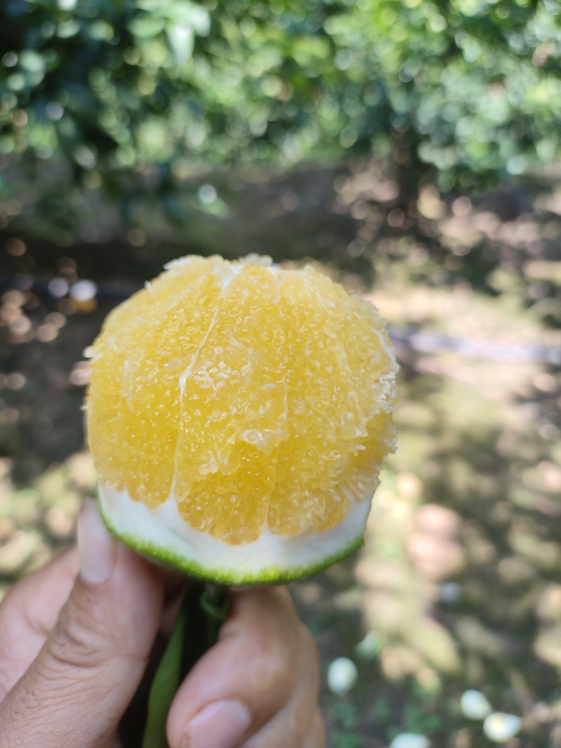 哀牢山青果冰糖橙