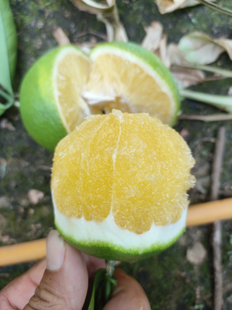 哀牢山青果冰糖橙