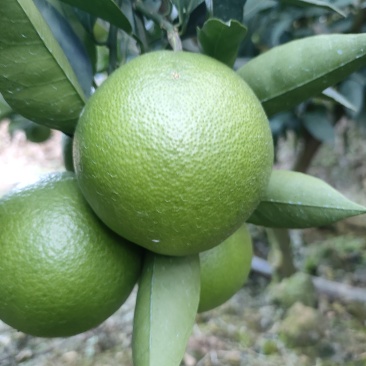 哀牢山青果冰糖橙