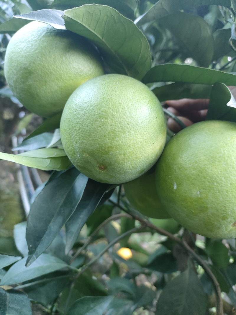 哀牢山青果冰糖橙