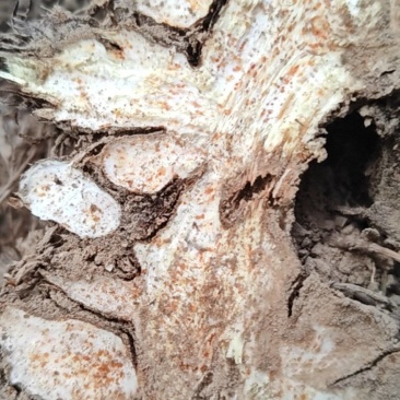 野生苍术