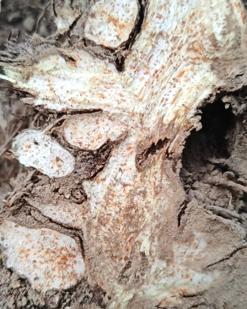 野生苍术
