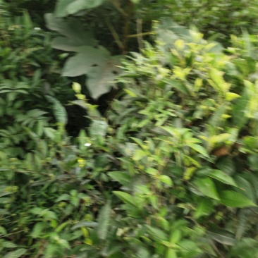 野生山货