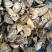 福建宁德霞浦海蛎