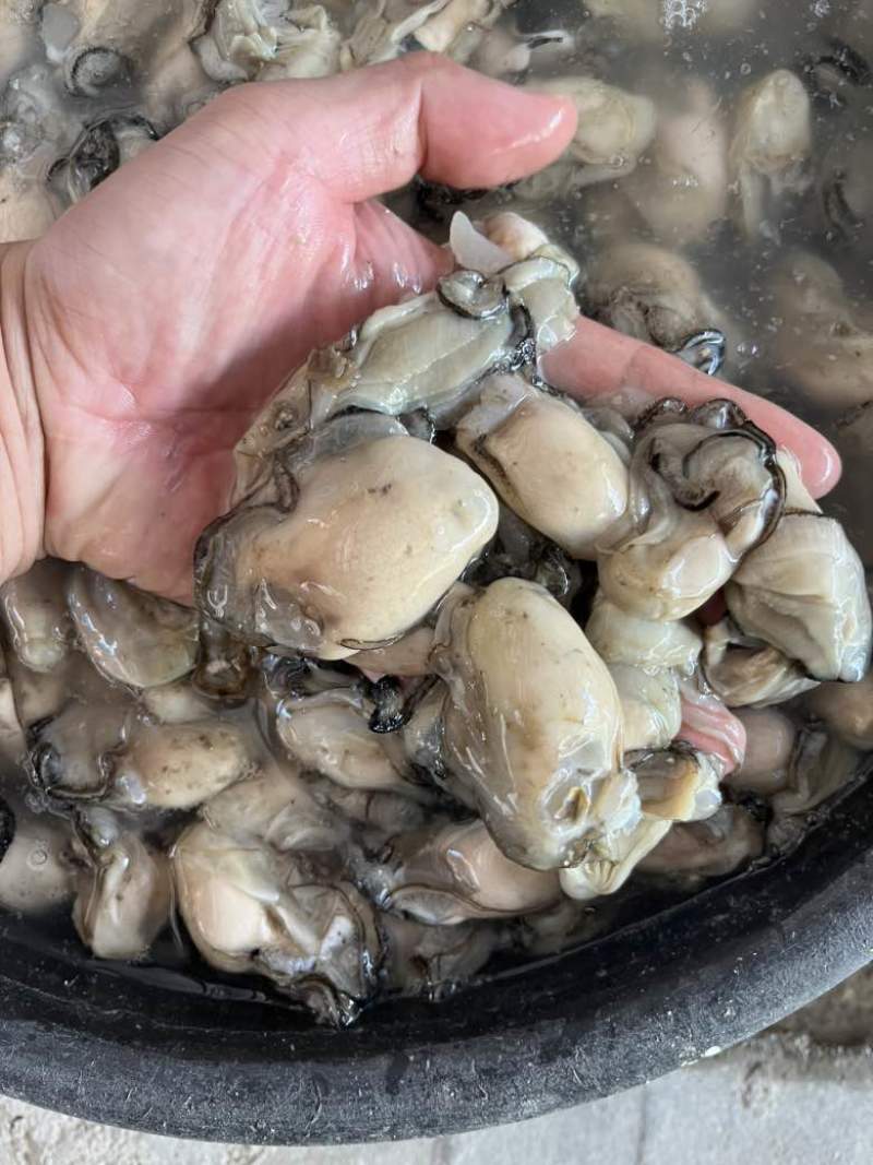 福建宁德霞浦海蛎