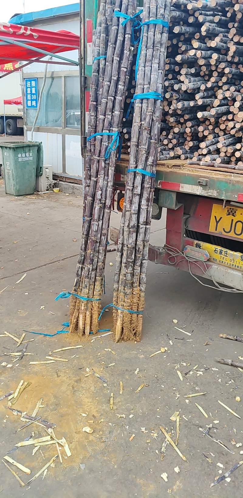 广西黑皮甘蔗
