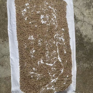 海南白胡椒