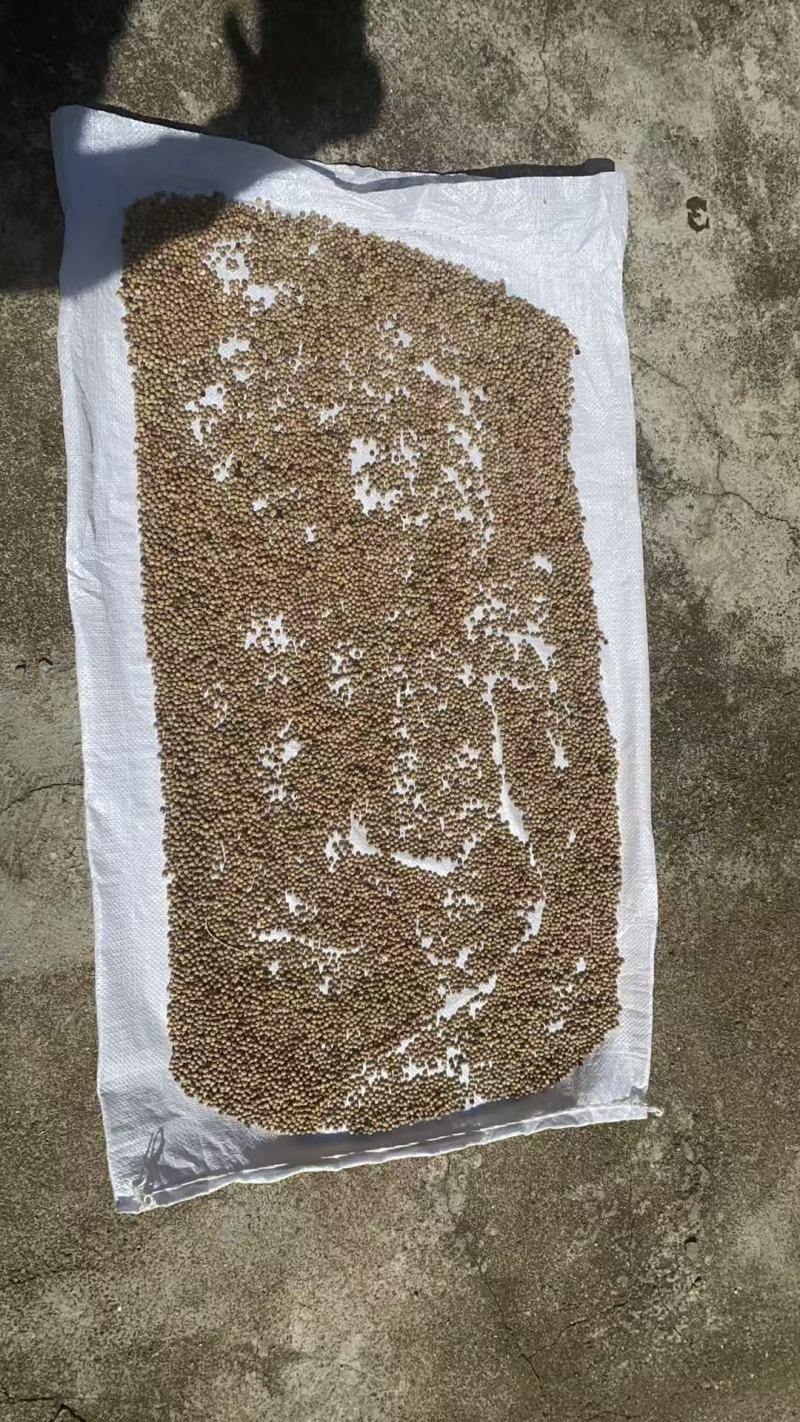 海南白胡椒