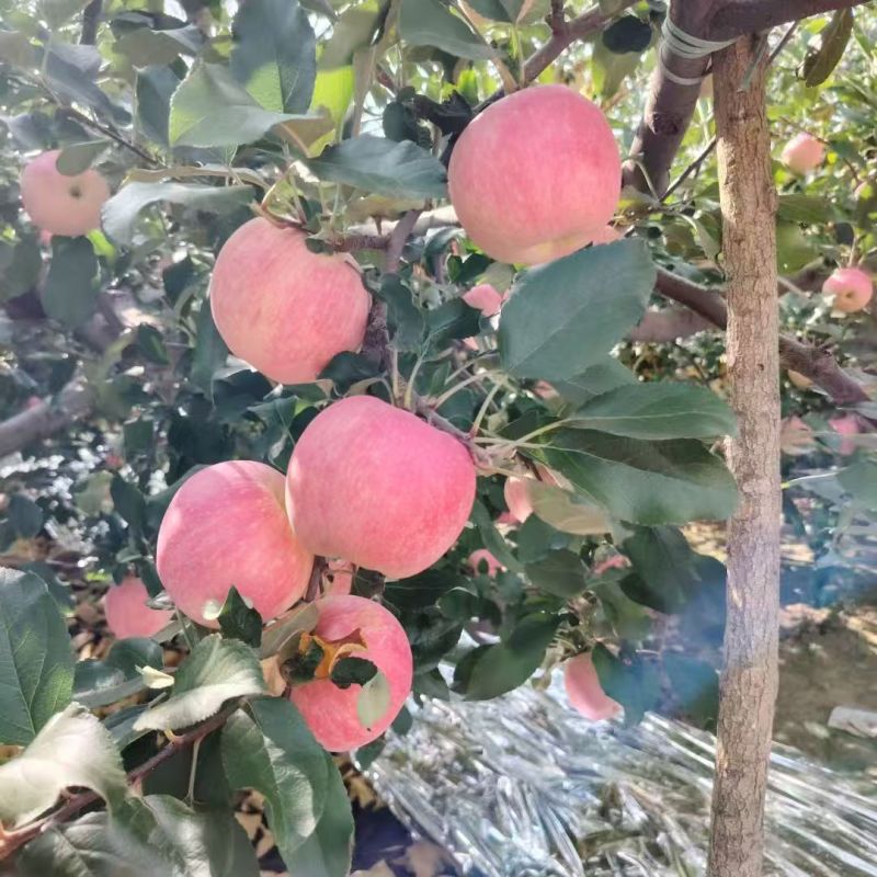 陕西红富士