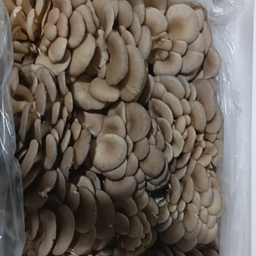 云南平菇