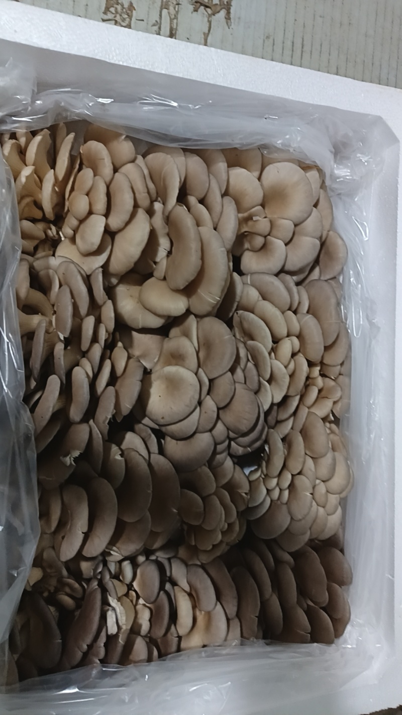 云南平菇